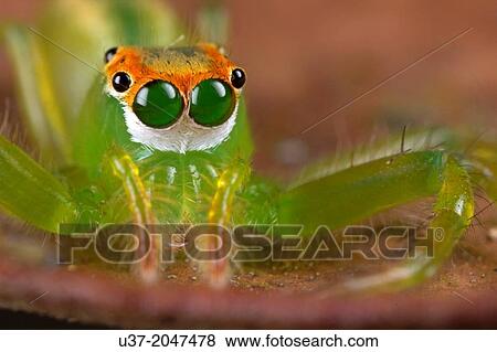 Jumping spider, Telamonia sp. Image taken at Kampung Skudup, Sarawak, Malaysia. View Large Photo Image Stock Photo - Jumping spider, Telamonia sp. Image taken at Kampung Skudup, Sarawak, Malaysia.. Fotosearch