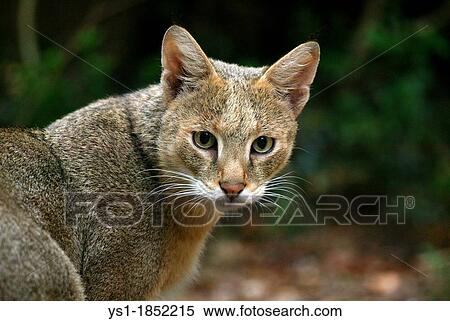 Jungle Cat, felis chaus, Portrait of Adult View Large Photo Image Stock Photography - Jungle Cat, felis chaus, Portrait of Adult. Fotosearch