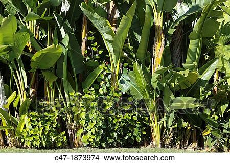Picture - Jungle looking vegetation in a public garden Matar? El Maresme Barcelona Catalua Spain. Fotosearch