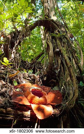 Jungle View Large Photo Image Stock Photograph - Jungle. Fotosearch