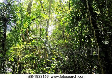 Jungle Venezuela View Large Photo Image Stock Photograph - Jungle Venezuela. Fotosearch