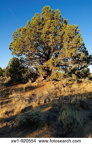 Juniper. Oregon. USA View Large Photo Image Picture - Juniper. Oregon. USA. Fotosearch