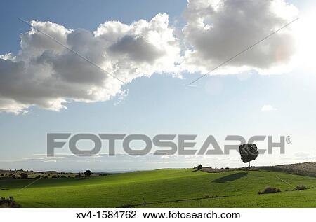 Juniperus thurifera trees isolated at Mos landscape in Autumn Saragosse, Aragon, Spain View Large Photo Image Stock Image - Juniperus thurifera trees isolated at Mos landscape in Autumn Saragosse, Aragon, Spain. Fotosearch