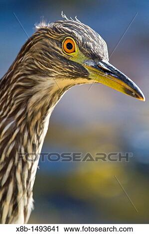 Juvenile black-crowned night-heron Nycticorax nycticorax falklandicus on Carcass Island in the Falkland Islands, South Atlantic Ocean View Large Photo Image Stock Image - Juvenile black-crowned night-heron Nycticorax nycticorax falklandicus on Carcass Island in the Falkland Islands, South Atlantic Ocean. Fotosearch
