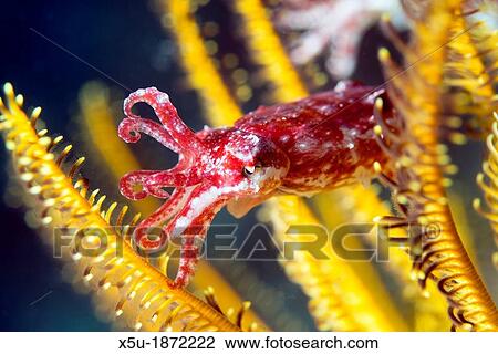 Juvenile cuttlefish less than 3 cm long shelters in the arms of a crinoid or featherstar View Large Photo Image Stock Image - Juvenile cuttlefish less than 3 cm long shelters in the arms of a crinoid or featherstar. Fotosearch