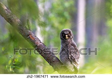 Stock Image - Juvenile great grey owl sitting on a pine tree and looking into the camera taken in Boden, Norrbotten, Sweden.. Fotosearch