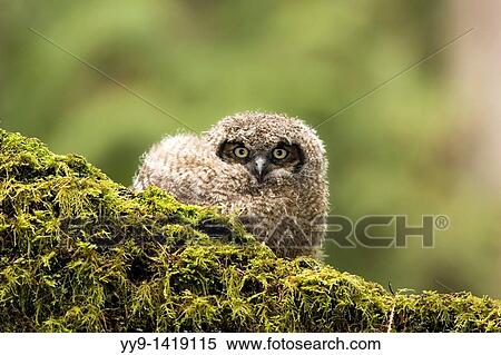 Stock Photography - Juvenile Great-horned Owl - Camano Beach State Park, Washington. Fotosearch