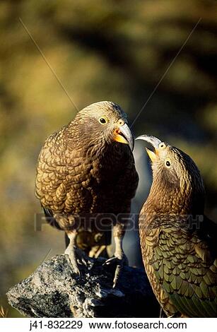 Juvenile keas playing at Gillespies Pass Mount Aspiring National Park New Zealand View Large Photo Image Stock Photo - Juvenile keas playing at Gillespies Pass Mount Aspiring National Park New Zealand. Fotosearch