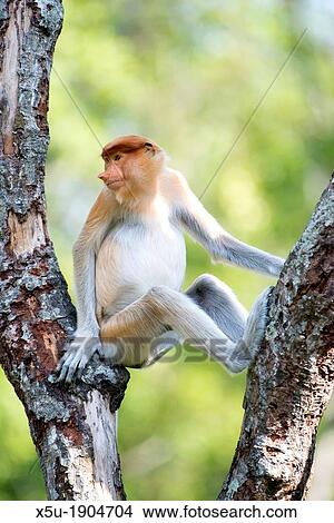 Juvenile male proboscis monkey These leaf eating monkeys are endemic to Borneo View Large Photo Image Picture - Juvenile male proboscis monkey These leaf eating monkeys are endemic to Borneo. Fotosearch