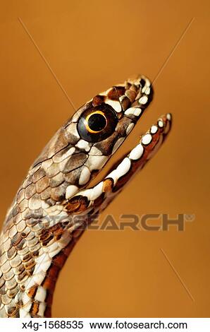 Stock Photography - juvenile Montpelier Snake Malpolon monspessulanus. Fotosearch