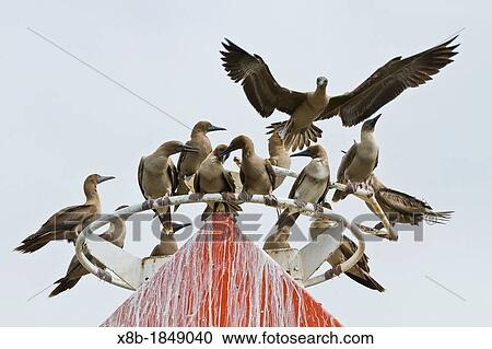 Stock Image - Juvenile red-footed boobies Sula sula vying for space on navigation marker on Genovesa Island in the Galapagos Island Archipelago, Ecuador. Fotosearch