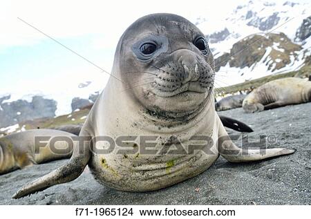 Juvenile southern elephant seal (Mirounga leonina). Gold Harobour, South Georgia Island. View Large Photo Image Picture - Juvenile southern elephant seal (Mirounga leonina). Gold Harobour, South Georgia Island.. Fotosearch