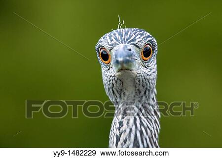 Juvenile Yellow-crowned Night Heron - Green Cay Wetlands - Delray Beach, Florida USA View Large Photo Image Stock Photo - Juvenile Yellow-crowned Night Heron - Green Cay Wetlands - Delray Beach, Florida USA. Fotosearch