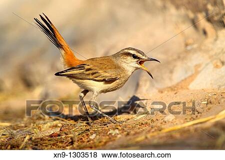 Kalahari Scrub-robin (Cercotrichas paena), Mabuasehube, Kgalagadi Transfrontier Park, Kalahari desert, Botswana. View Large Photo Image Stock Photo - Kalahari Scrub-robin (Cercotrichas paena), Mabuasehube, Kgalagadi Transfrontier Park, Kalahari desert, Botswana.. Fotosearch