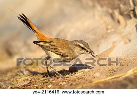 Kalahari Scrub-robin (Cercotrichas paena), Mabuasehube, Kgakagadi Transfrontier Park, Kalahari desert, Botswana. View Large Photo Image Stock Photograph - Kalahari Scrub-robin (Cercotrichas paena), Mabuasehube, Kgakagadi Transfrontier Park, Kalahari desert, Botswana.. Fotosearch