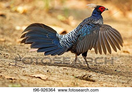 Picture - Kalij Pheasant male displaying. Fotosearch