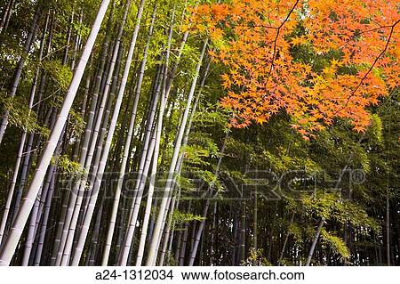Kamakura City, Bambu Wood. View Large Photo Image Picture - Kamakura City, Bambu Wood.. Fotosearch