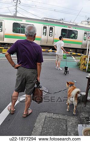 Picture - Kamakura, Kanagawa, Japan, two men and their dogs waiting by a grade crossing. Fotosearch