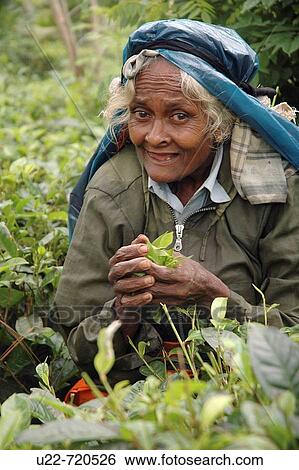 Kandy Sri Lanka: an old woman picking tea leaves in a plantation View Large Photo Image Stock Photograph - Kandy Sri Lanka: an old woman picking tea leaves in a plantation. Fotosearch