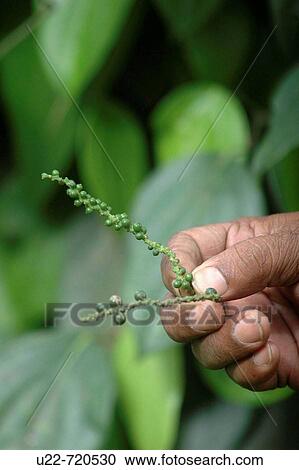 Kandy Sri Lanka: fresh black pepper seeds on a plant View Large Photo Image Stock Image - Kandy Sri Lanka: fresh black pepper seeds on a plant. Fotosearch