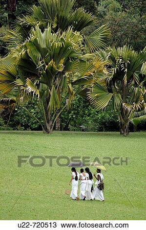 Kandy Sri Lanka: girlfriends walking at the Royal Botanic Gardens View Large Photo Image Stock Image - Kandy Sri Lanka: girlfriends walking at the Royal Botanic Gardens. Fotosearch