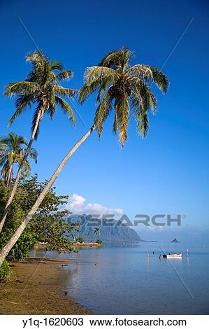 Kaneohe Bay, Oahu, Hawaii, USA View Large Photo Image Stock Image - Kaneohe Bay, Oahu, Hawaii, USA. Fotosearch