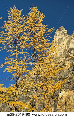 Kangaroo Ridge and Subalpine Larch (Larix lyallii) in autumn, North Cascades Washington. View Large Photo Image Stock Image - Kangaroo Ridge and Subalpine Larch (Larix lyallii) in autumn, North Cascades Washington.. Fotosearch