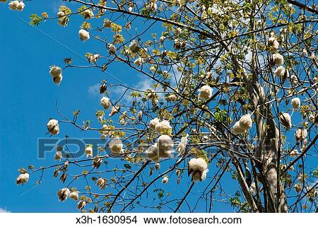 Picture - Kapok tree produce seed pods which contain seeds surrounded by a fluffy fibre Nosy Be island, Republic of Madagascar, Indian Ocean. Fotosearch