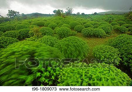 Karvi Plants in Amboli Western Ghat, India View Large Photo Image Stock Image - Karvi Plants in Amboli Western Ghat, India. Fotosearch