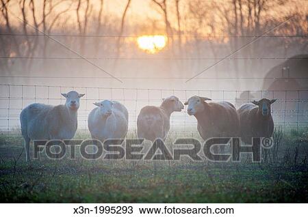 Katahdin Sheep at sunrise on farm in Fallston, Maryland USA View Large Photo Image Stock Image - Katahdin Sheep at sunrise on farm in Fallston, Maryland USA. Fotosearch