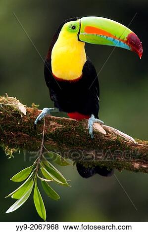 Keel-billed Toucan - La Laguna del Lagarto Lodge - Boca Tapada, San Carlos, Costa Rica. View Large Photo Image Stock Photo - Keel-billed Toucan - La Laguna del Lagarto Lodge - Boca Tapada, San Carlos, Costa Rica.. Fotosearch