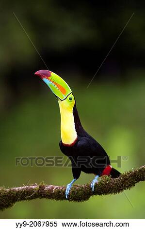 Stock Photography - Keel-billed Toucan - La Laguna del Lagarto Lodge - Boca Tapada, San Carlos, Costa Rica.. Fotosearch