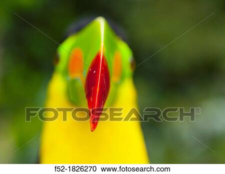 Keel-billed Toucan Ramphastos sulfuratus, Chagres National Park, Colon Province, Panama, Central America, America View Large Photo Image Stock Image - Keel-billed Toucan Ramphastos sulfuratus, Chagres National Park, Colon Province, Panama, Central America, America. Fotosearch