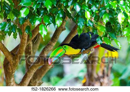 Keel-billed Toucan Ramphastos sulfuratus, Chagres National Park, Colon Province, Panama, Central America, America View Large Photo Image Stock Photograph - Keel-billed Toucan Ramphastos sulfuratus, Chagres National Park, Colon Province, Panama, Central America, America. Fotosearch