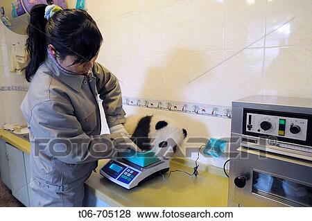 Keeper weighing a giant panda baby aged 5 months (Ailuropoda melanoleuca) at Wolong nursery, Wolong Nature Reserve, China View Large Photo Image Stock Photo - Keeper weighing a giant panda baby aged 5 months (Ailuropoda melanoleuca) at Wolong nursery, Wolong Nature Reserve, China. Fotosearch