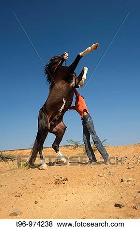 Stock Photo - Keeper with domestic horse jumping, Gujarat, India. Fotosearch