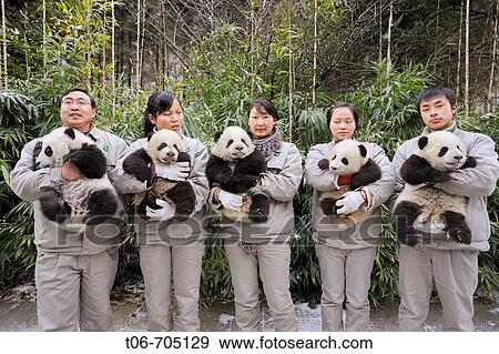 Keeper's team holding giant panda babies aged 5 months (Ailuropoda melanoleuca) at Wolong Nature Reserve, China, 2008 View Large Photo Image Stock Photo - Keeper's team holding giant panda babies aged 5 months (Ailuropoda melanoleuca) at Wolong Nature Reserve, China, 2008. Fotosearch