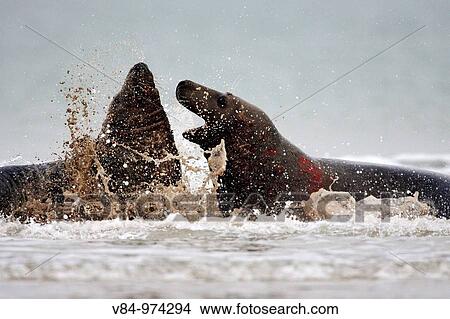 Kegelrobben / Grey Seals / Halichoerus grypus View Large Photo Image Picture - Kegelrobben / Grey Seals / Halichoerus grypus. Fotosearch