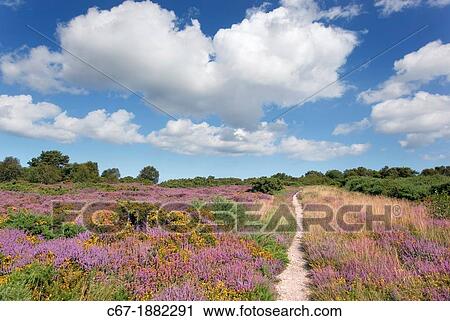 Stock Image - Kelling Heath Norfolk in August path through Gorse & Heather. Fotosearch