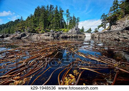 Kelp beds, Haida Gwaii (Gwaii Haanas National Park), British Columbia, Canada. View Large Photo Image Stock Photograph - Kelp beds, Haida Gwaii (Gwaii Haanas National Park), British Columbia, Canada.. Fotosearch