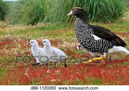 Stock Image - Kelp Goose (Chloephaga hybrida). Sealion Island, Falkland Islands. Fotosearch