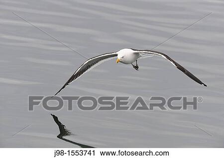 Stock Image - Kelp Gull / Southern Black-backed Gull Larus dominicanus flying Ushuaia, Tierra Del Fuego, Argentina, South America. Fotosearch