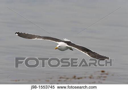 Kelp Gull / Southern Black-backed Gull Larus dominicanus flying Ushuaia, Tierra Del Fuego, Argentina, South America View Large Photo Image Stock Photography - Kelp Gull / Southern Black-backed Gull Larus dominicanus flying Ushuaia, Tierra Del Fuego, Argentina, South America. Fotosearch