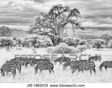 Kenya Africa Amboseli National Park Infrared B&W scenic of tree zebras in reserve View Large Photo Image Stock Photograph - Kenya Africa Amboseli National Park Infrared B&W scenic of tree zebras in reserve. Fotosearch