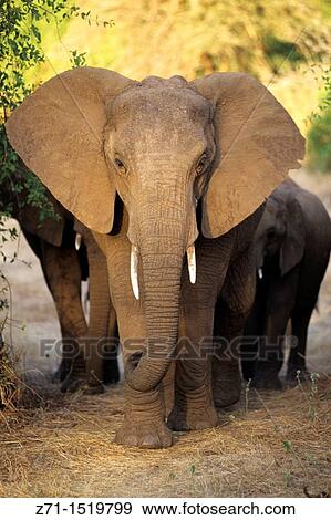 Kenya african elephant loxodonta africana charging View Large Photo Image Stock Photo - Kenya african elephant loxodonta africana charging. Fotosearch