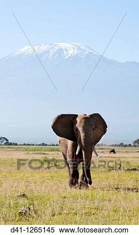 Kenya, Amboseli, elephant solitary bull with Kilimanjaro View Large Photo Image Stock Photography - Kenya, Amboseli, elephant solitary bull with Kilimanjaro. Fotosearch