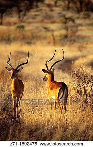 Stock Photography - Kenya impala. Fotosearch