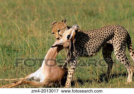 Stock Photo - KENYA, MASAI MARA, GRASSLAND, CHEETAH MOVING DEAD GRANT'S GAZELLE INTO SHADE, AWAY FROM SCAVENGERS.. Fotosearch