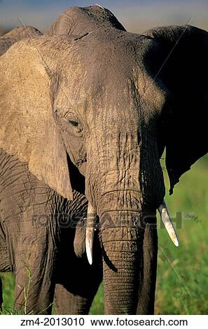 Stock Image - KENYA, MASAI MARA, GRASSLAND, ELEPHANT, CLOSE-UP.. Fotosearch