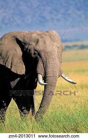 KENYA, MASAI MARA, GRASSLAND, ELEPHANT GRAZING. View Large Photo Image Stock Image - KENYA, MASAI MARA, GRASSLAND, ELEPHANT GRAZING.. Fotosearch